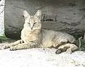 Felis chaus en Munsiyari, Uttarakhand, India