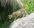 Felis chaus en Uttarakhand, India