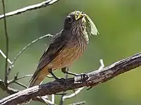 Hembra devorando una mantis religiosa