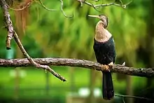 Aninga Americana hembra en Florida