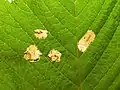 Fenusa ulmi, Tenthredinidae, en hoja de olmo.