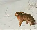 Liebre en la nieve (1875)