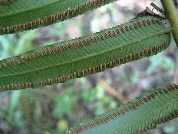 Marattia fraxinea, sinangios en la cara abaxial de las pinas.