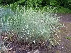 Festuca cinerea, Poaceae