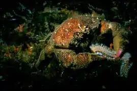 Cangrejo del género Dromia depredando un H. carunculata.