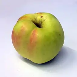 Manzana de la variedad 'Filippa', fotografiada con motivo del "festival de la manzana" del Museo Nórdico en septiembre de 2014.