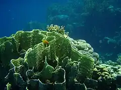 Millepora platyphylla, Mar Rojo.