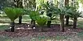 Cycas en el jardín botánico de Florencia.