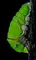 Primera etapa de pupa