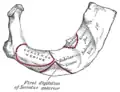 Inserciones musculares primera costilla.