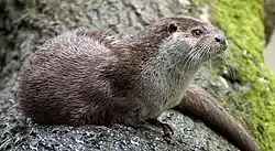 Nutria en la Sierra de Castril