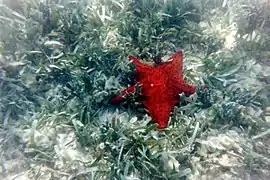 Oreaster reticulatus