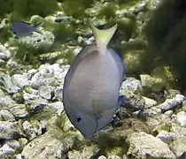 En un arrecife de Riviera Maya