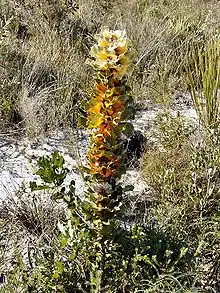 Royal Hakea.