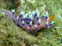 Flabellina exoptata