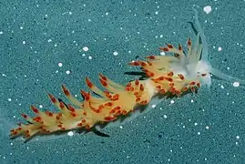 Flabellina goddardi