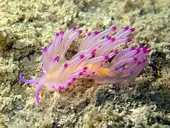 Flabellina rubrolineata