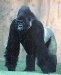 Gorilla beringei