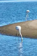 Flamencos comunes (Phoenicopterus roseus).