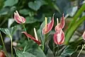 Flor del flamenco (Flamingo Flower)