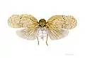 Flatolystra verrucosa(Fulgoridae)