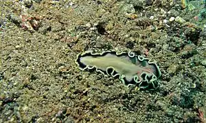 Pseudoceros jebborum