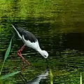 Cigüeñuela común en el parque.