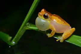 Dendropsophus ebraccatus