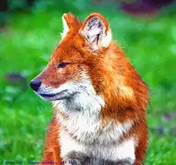 Cuon alpinus