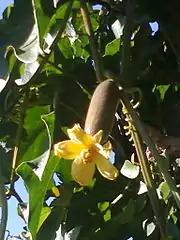 Flor femenina, su parte inferior es el futuro fruto.