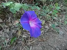 flor en el cerro verde