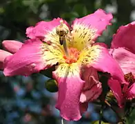 Ceiba speciosaToborochi