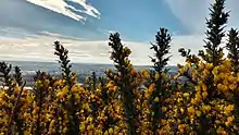 Flores de Ulex europaeus, cubren parte de las laderas del cerro en primavera