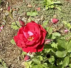 Floribunda 'Ruby Lips', Swim 1958.