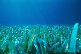 Pradera de Thalassia testudinum en costa,  del  estado Florida - Estados Unidos.