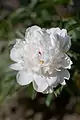 Paeonia 'Shou Tou Kou'.