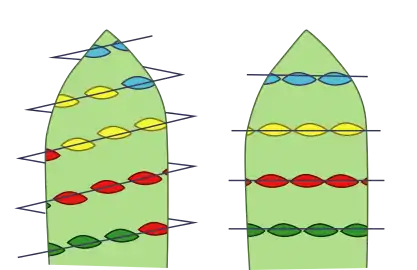 Receptáculo (verde claro) y disposición espiralada y verticilada de las piezas.