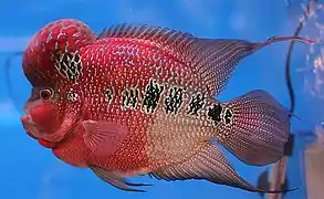 Flowerhorn