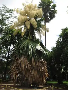 Individuo floreciendo en Foster Botanical Garden, Honolulu, Hawaii