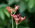 Flor de jatropha podagrica