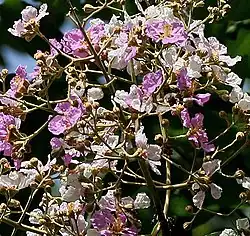 Flores en Calcuta, Bengala Occidental, India.