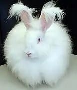 Angora francés (albino)