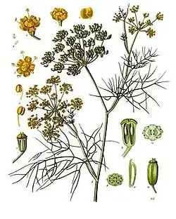 Foeniculum vulgare Mill.