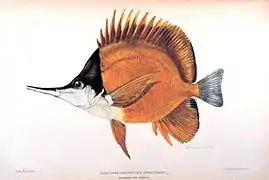 Ilustración de Forcipiger longirostris de 1909.