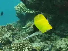 F. longirostris en el atolón Baa, Maldivas