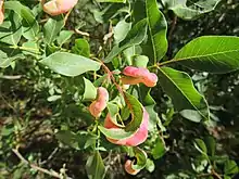 Agalla de Forda formicaria en cornicabra