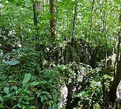 Bosque sobre formaciones de piedra caliza