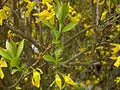 Forsythia × intermedia flores y hojas jóvenes