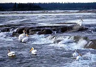 Pelícanos blancos americanos en los Rápidos del Ahogado (Río de los Esclavos).