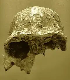 Réplica de KNM-ER 3883. Se observa el arco supraciliar robusto de este adulto de H. erectus u H. ergaster. La capacidad craneal es de unos 800 cm³.